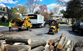 Organic Lawn Care Solutions in Long Beach, CA